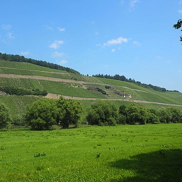 Blick auf die Weinberge in Brauneberg