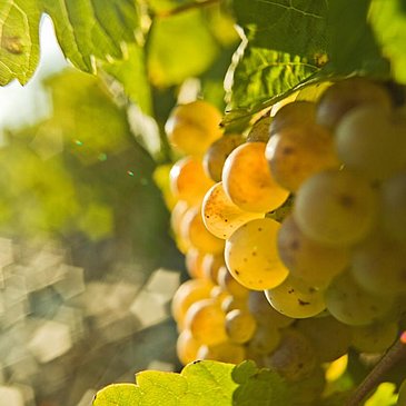 Rieslingtraube Brauneberger Juffer