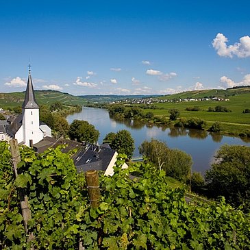 Blick durch die Weinberge auf Kesten