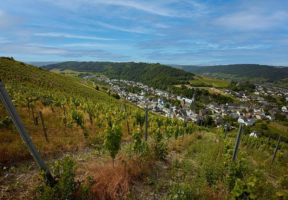 Ausblick Weinberg Neumagen-Dhron