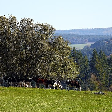 Wiesenlandschaft bei Monzelfeld