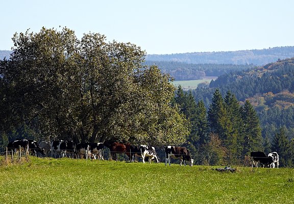 Wiesenlandschaft bei Monzelfeld