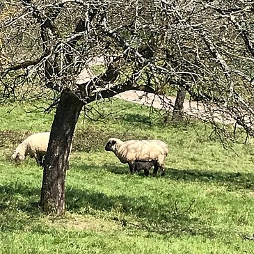 Schafe am Obstartweg
