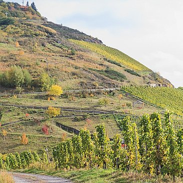 Weinberge Zeltingen-Rachtig