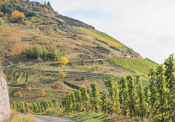 Weinberge Zeltingen-Rachtig