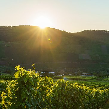 Weinberg Sonnenuntergang