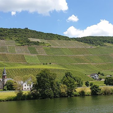 Weinberge entlang der Mosel