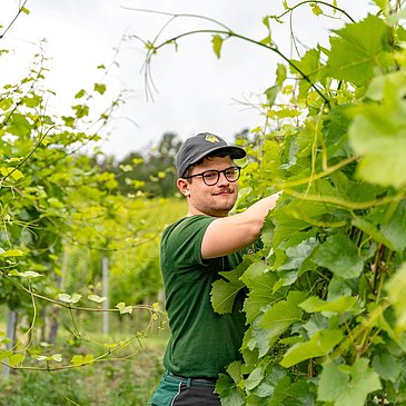 Arbeit im Weinberg