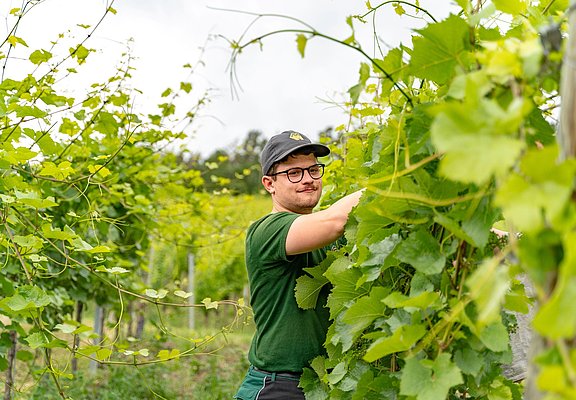 Arbeit im Weinberg