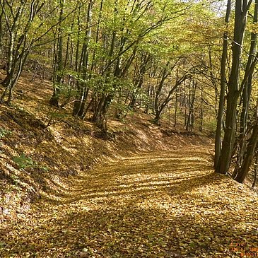 Waldpassage zwischen Ediger und Nehren