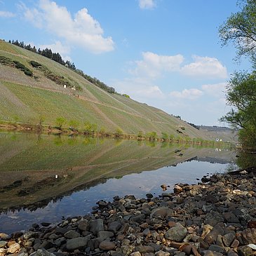 Die Mosel bei Brauneberg