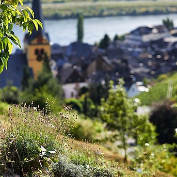 Sortengarten oberhalb von Zeltingen-Rachtig