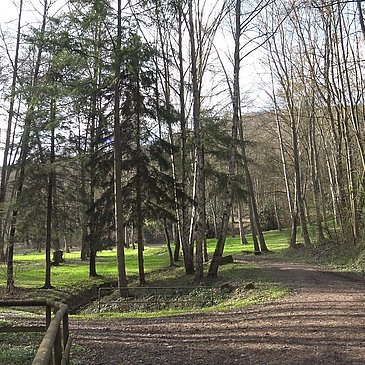 Natur pur - Waldabschnitt entlang der Strecke