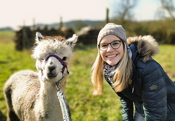 Spaziergang mit Alpakas