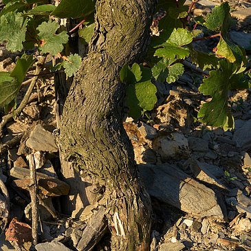 Rebe im Weinberg
