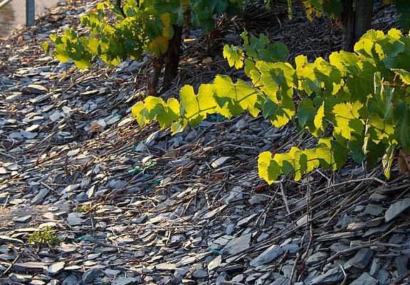 Schieferboden der Weinberge
