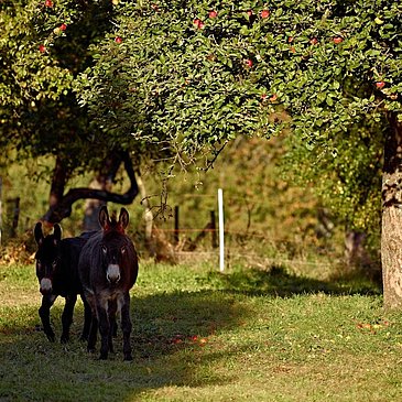 Der Mosel-Hunsrück bei Kleinich