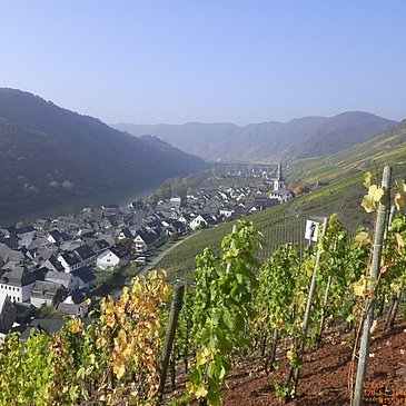Aussicht aus den Weinbergen auf Ediger-Eller