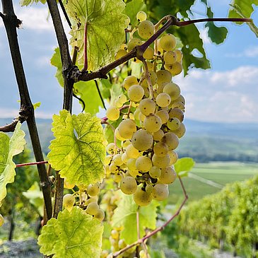 Weingut Hammes Trauben