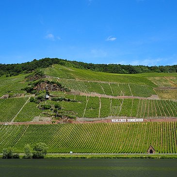 Fahrt entlang der Weinlage Wehlener Sonnenuhr