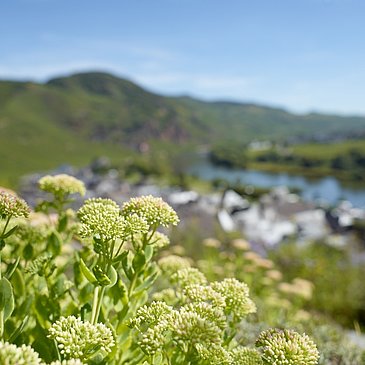 Pflanzen im Gewürzgarten